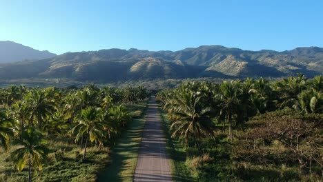 fast rising drone shot of a long driveway towards the hawaiian volcanic mountains with blue sky in the distance, afternoon sun and established coconut palms around