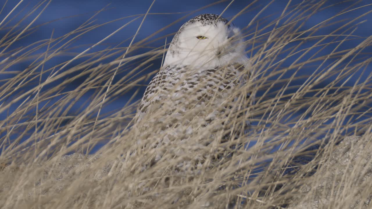 Snowy owl resting in tall golden grass on a breezy winter day near a body of water