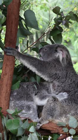 koalas climbing and interacting on tree branches