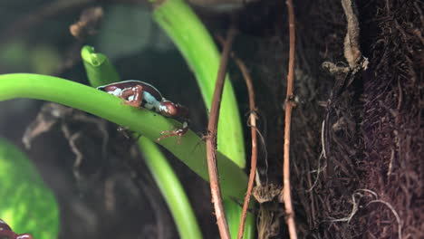 una rana está en un terrario, ambiente tropical, vida silvestre