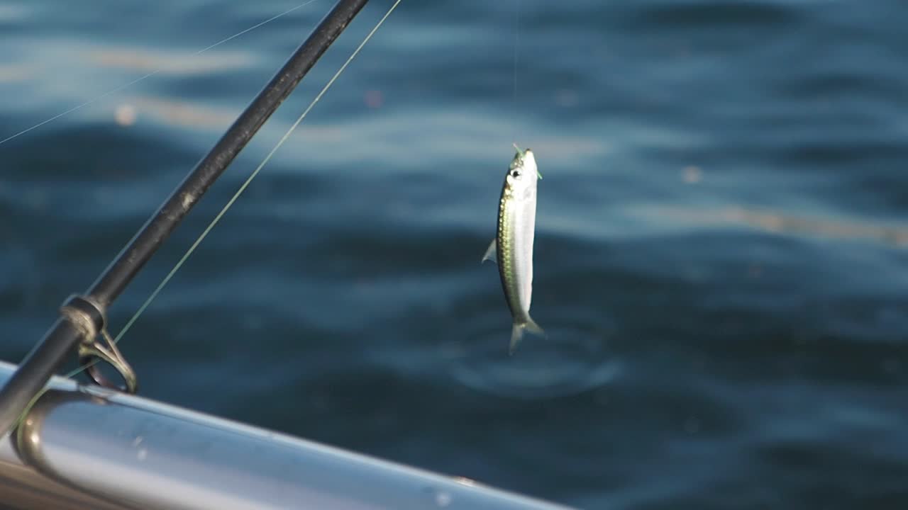 Fish on a Fishing Line