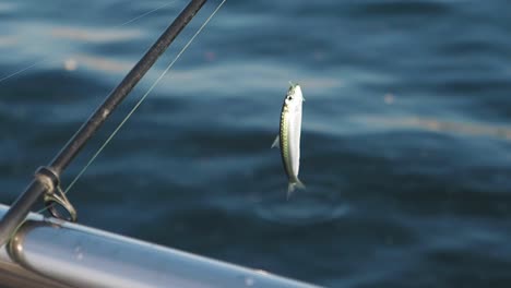 fish on a fishing line