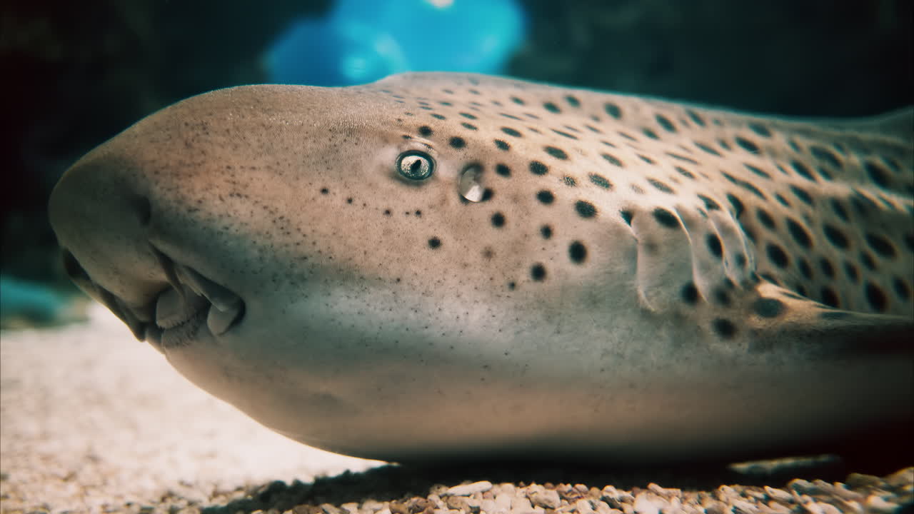 Close up of a zebra shark in the water