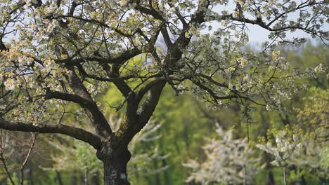 Hermosos-árboles-Frutales-En-Plena-Floración-En-El-Huerto