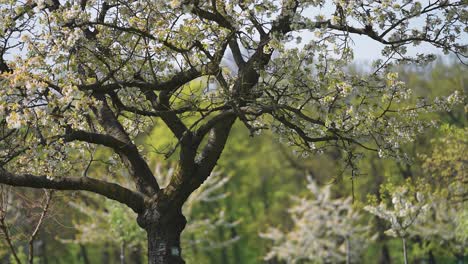 beautiful fruit trees in full bloom on the orchard