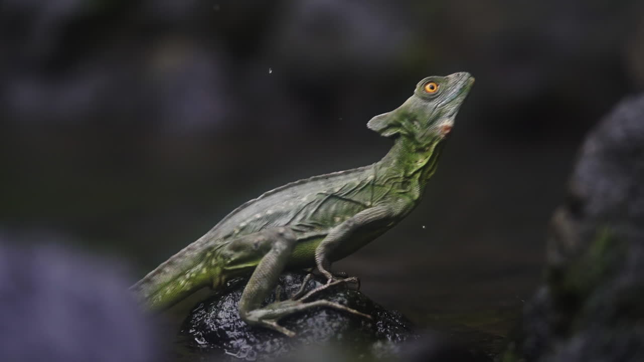 Lucertola tropicale salta da una roccia vicino all'acqua nella foresta pluviale, slow motion