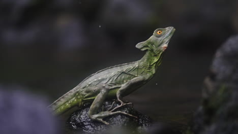 Lagarto-Tropical-Salta-De-La-Roca-Cerca-Del-Agua-En-La-Selva-Tropical,-Cámara-Lenta