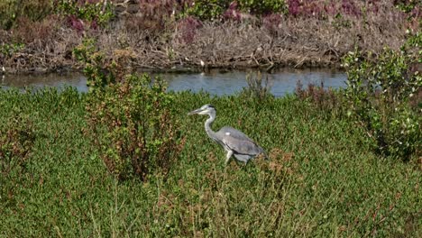 moving towards the left walking through thick grass during a sunny day, grey heron ardea cinerea, thailand