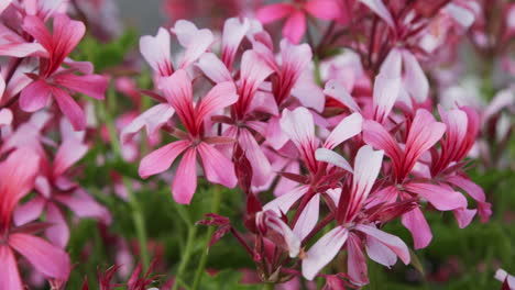 pink white flowers moving in the wind