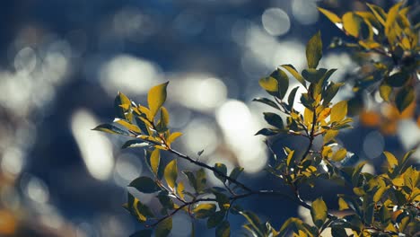 A-close-up-shot-of-the-delicate-tree-branch-on-the-blurry-background