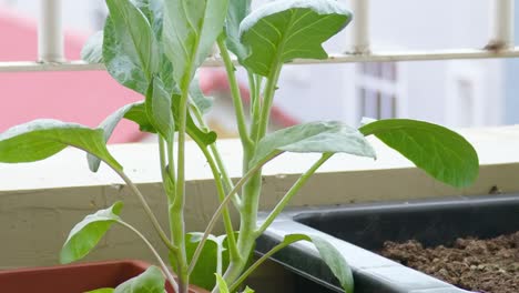 kale plant green leaves up-close vegetable growing indoor on balcony gardening