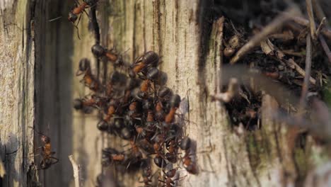 Dozens-of-fire-ants-on-a-wooden-trunk