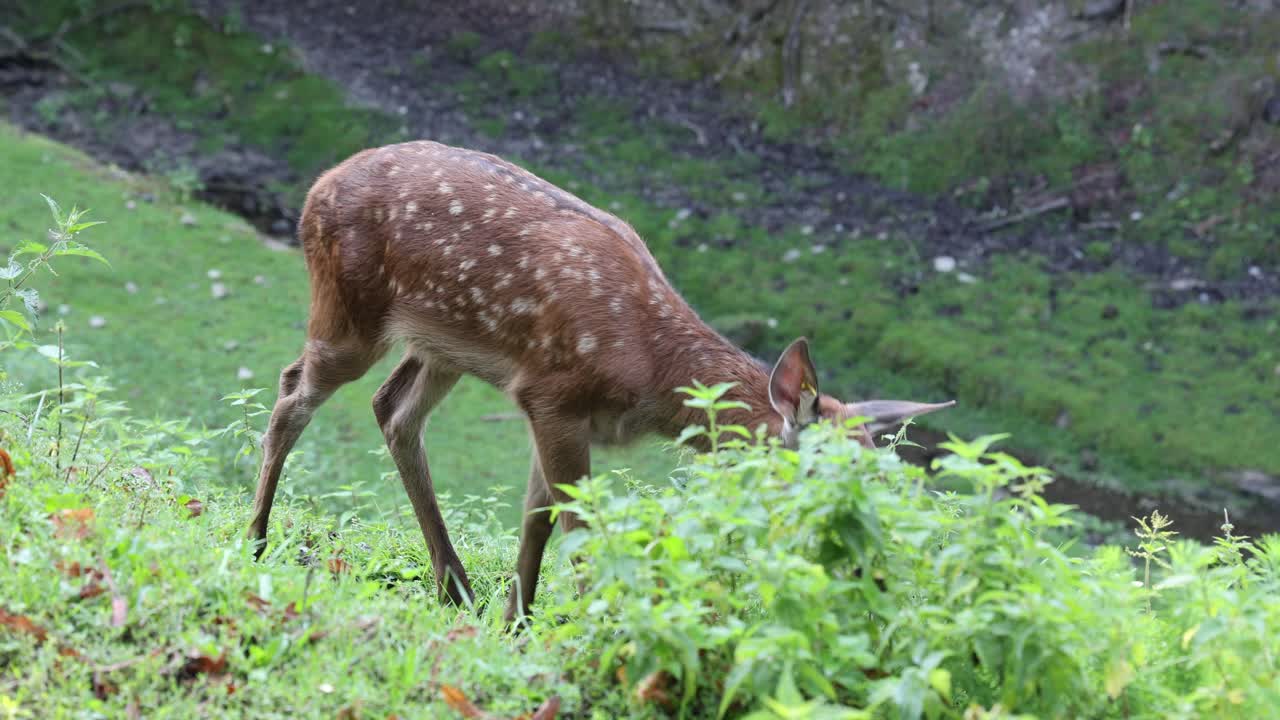 Young deer grazing on the grass on a hill
