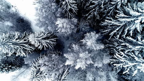 black and white pine tree forest covered with snow at winter