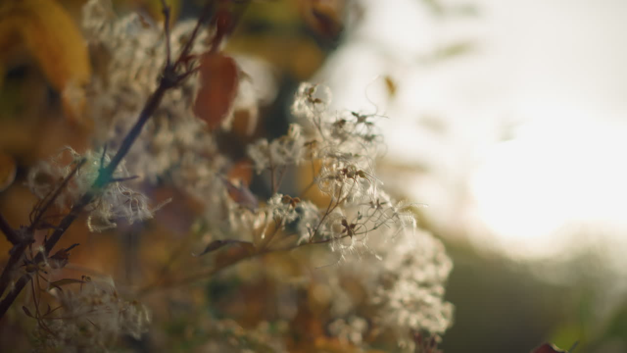 바람에 흔들리는 섬세한 가을 잎의 클로즈업, 따뜻한 빛으로 조명, 부드럽고 꿈 같은 배경은 자연의 평온을 향상시키고, 바람에 부드럽게 움직이는 잎자루의 세부 사항을 보여줍니다.