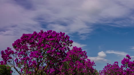 Bewegungsunschärfe-Zeitraffer-Eines-Violetten-Baumes,-Der-Sich-Im-Wind-Bewegt