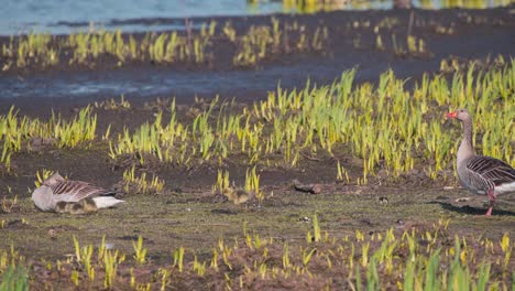 Greylag-geese-relaxing-on-shore-with-sprouts,-goslings-grazing-around