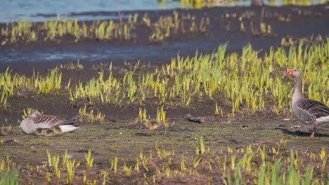 greylag geese relaxing on shore with sprouts, goslings grazing around
