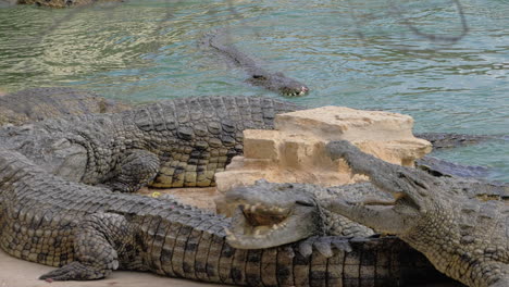 cocodrilos en el zoológico reptiles nadando y obteniendo comida