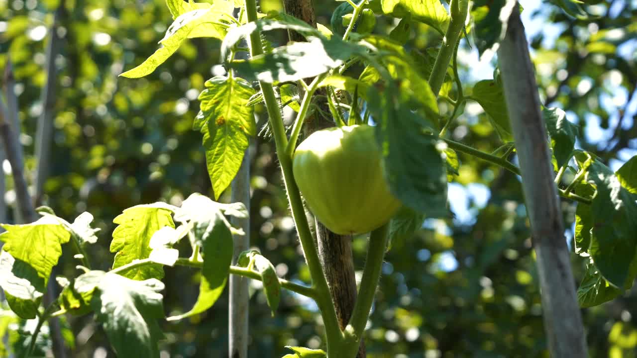 Green, ripening tomato on the bush's stem on a warm, sunny day