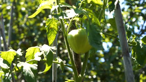 green, ripening tomato on the bush's stem on a warm, sunny day