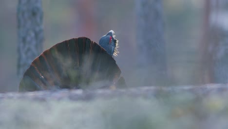 Male-western-capercaillie-roost-on-lek-site-in-lekking-season-close-up-in-pine-forest-morning-light