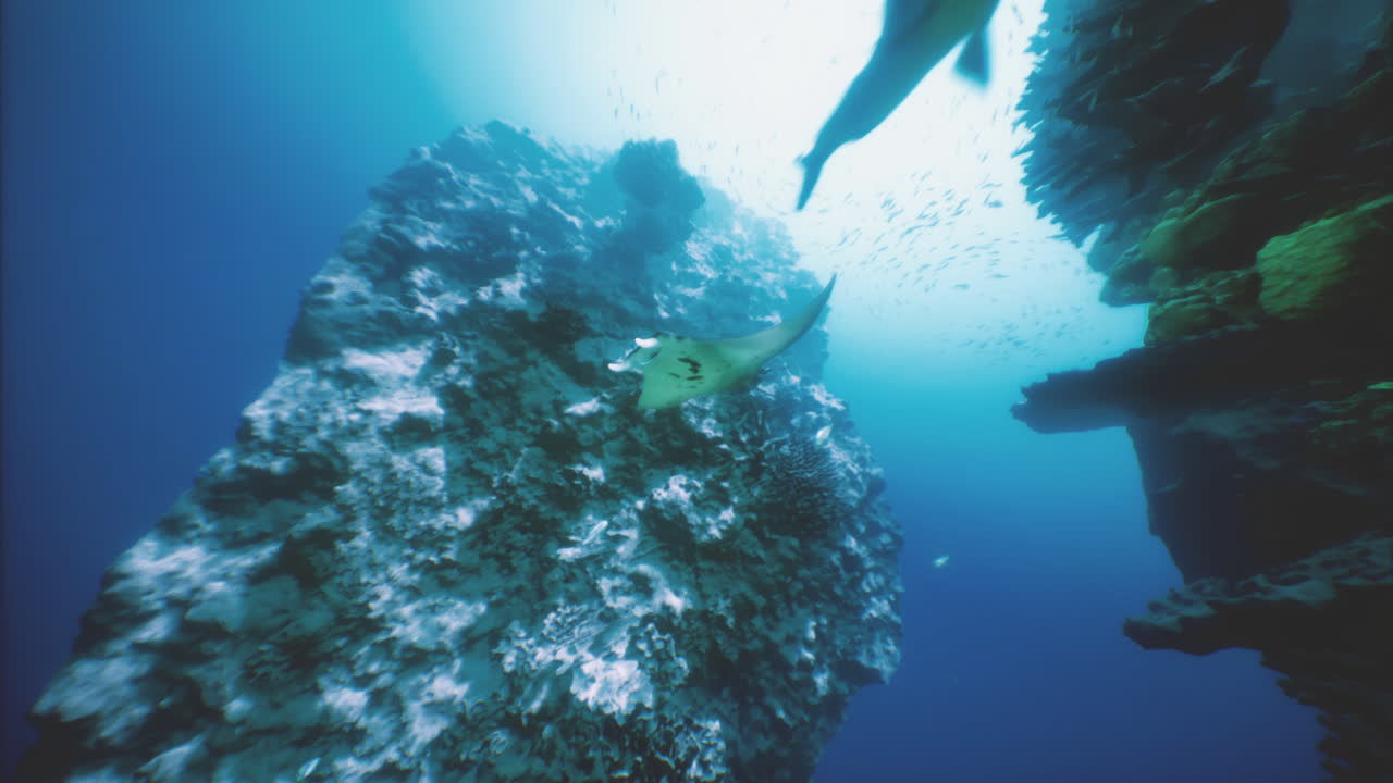 Swimmers discover a coral reef as a manta ray glides by