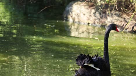 a black swan gracefully swims in a pond