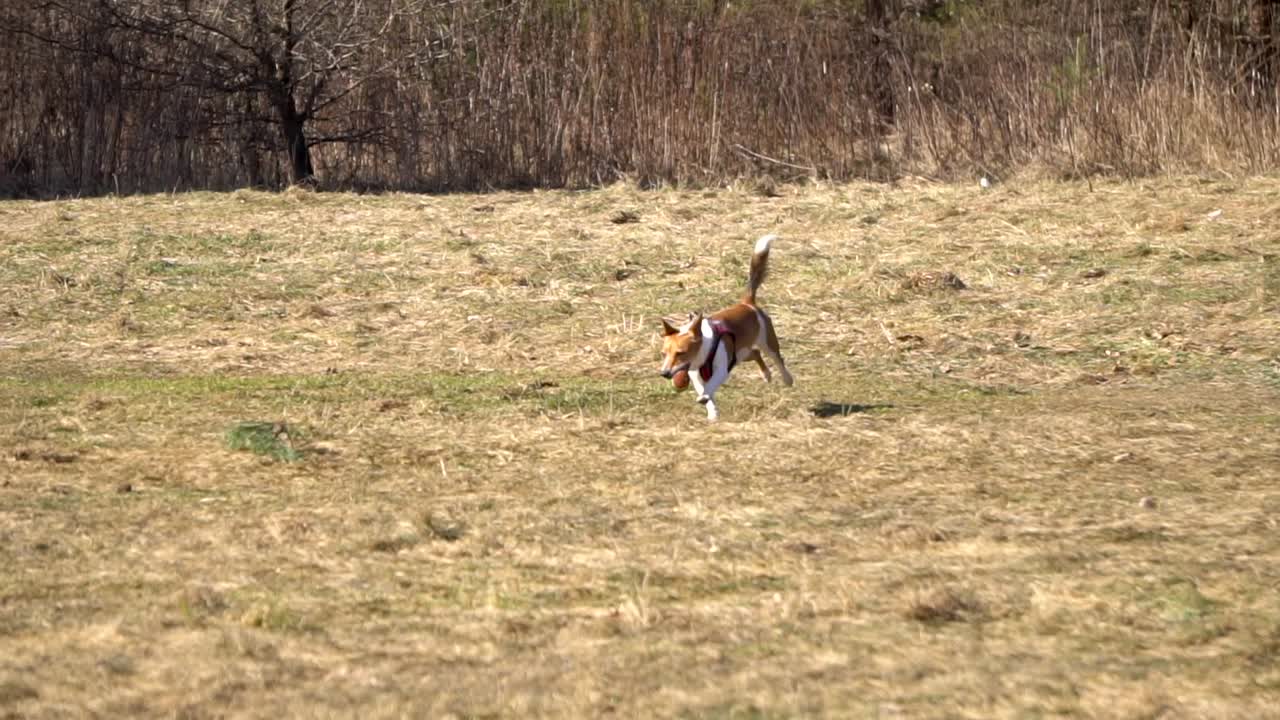 장난기 많은 개가 공을 쫓고 잡으며 들판에서 공을 입에 물고 뛰고 있다