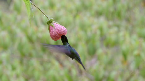 magnífico colibrí que se alimenta de una flor de abutilón pictum, costa rica