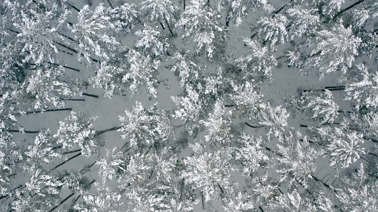 vista aérea sobre el bosque de pinos cubierto de nieve que cubre el paisaje en invierno