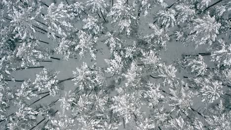 aerial view above snow-covered pine tree forest covering the landscape in winter