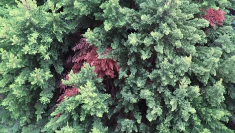 Green-coniferous-trees-with-some-water-drops-on-it-taken-during-the-day-time