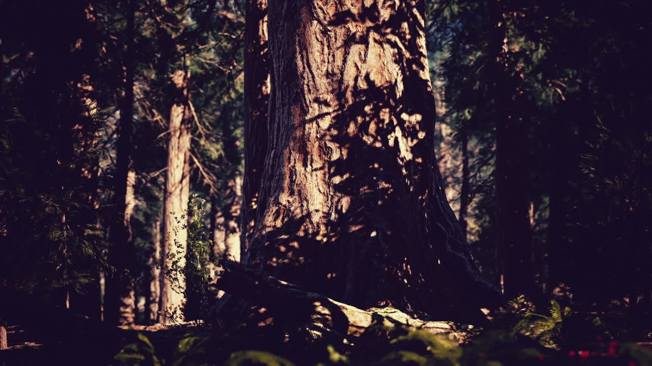 세코이아 국립 공원 숲 에 있는 세코이아 레코이아 나무