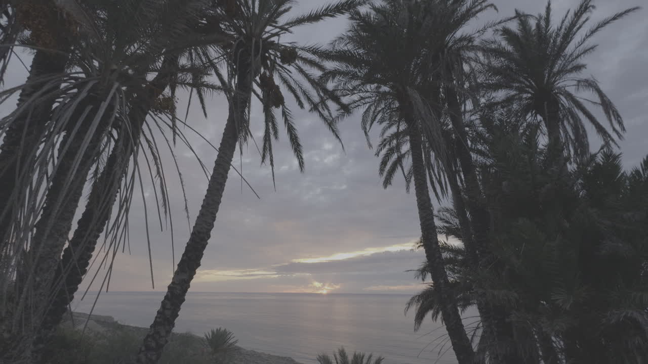 Palm Trees at Sunrise over the Ocean