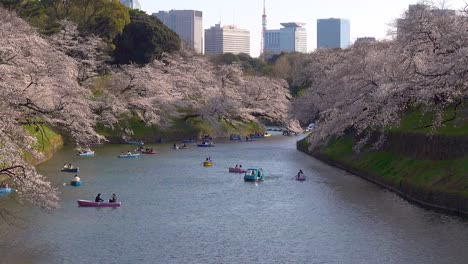 slow cinematic tilt up over chidorigafuchi moat with sakura trees and colorful row boats