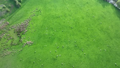 tilting aerial drone shot of a herd of sheep