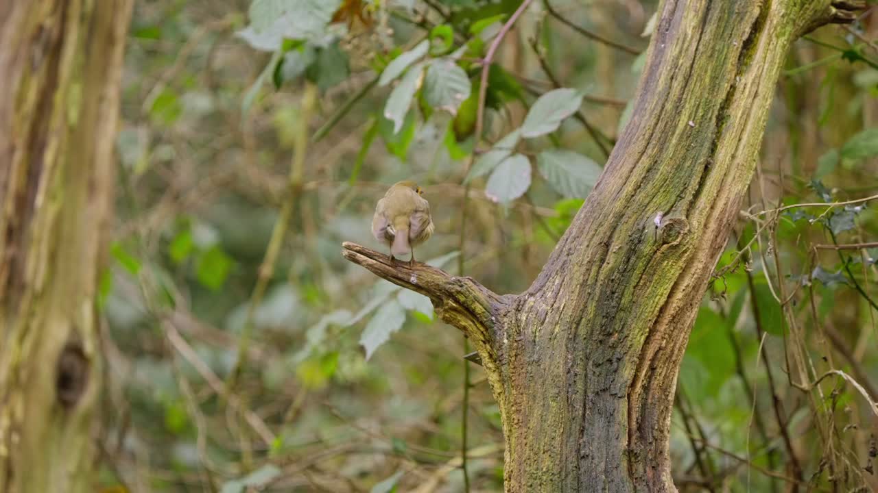 Eurasian robin turns head slowly on mossy branch, alert posture in soft forest light