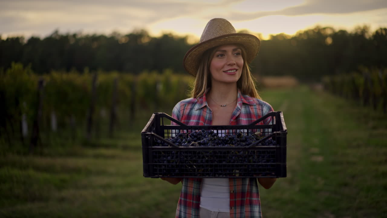 mujer cosechando uvas en el viñedo