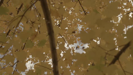 upward view of beautiful leaves in a tree in autumn with camera swirl and drift as it looks skyward