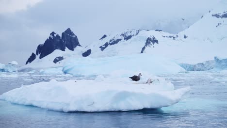 Antarctica-Albatross-on-Sea-Ice,-Seabird-in-Winter-Scenery-Feeding-and-Eating,-Bird-on-Iceberg-in-Ocean-and-Sea-with-Beautiful-Mountains-and-Amazing-Remote-Antarctic-Peninsula-Landscape-Scenery