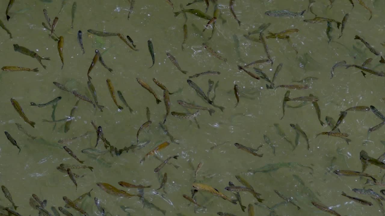 peces que nadan en la piscina de cría de peces