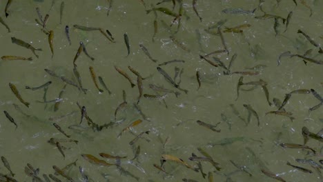 fish swimming in the fish farming pool