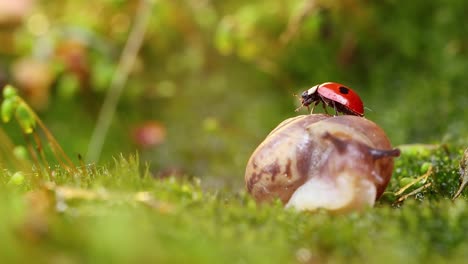 Nahaufnahme-Der-Tierwelt-Einer-Schnecke-Und-Eines-Marienkäfers-Im-Sonnenlicht-Des-Sonnenuntergangs.