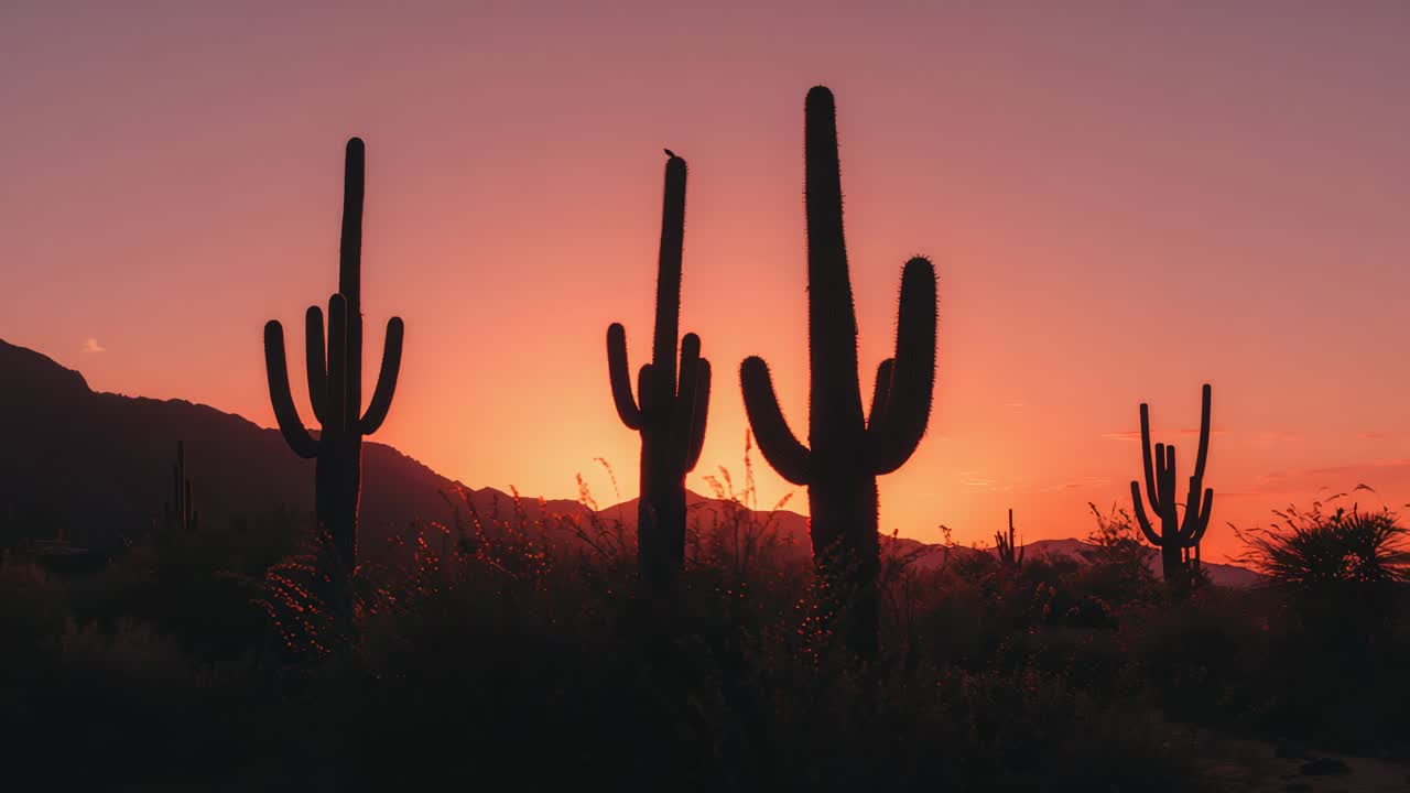 Sun descending above mountain ridge, creating lens flare across saguaro cacti with perched bird