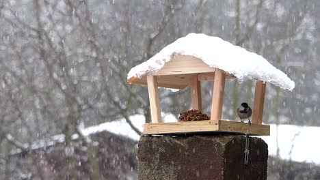 Sumpfmeise,-Die-Das-Vogelhäuschen-Besucht-Und-Körner-Wegnimmt