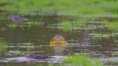 Männlicher-Afrikanischer-Ochsenfrosch-Badet-Auf-Einem-Teich-Im-Zentralen-Kalahari-Wildreservat,-Botswana