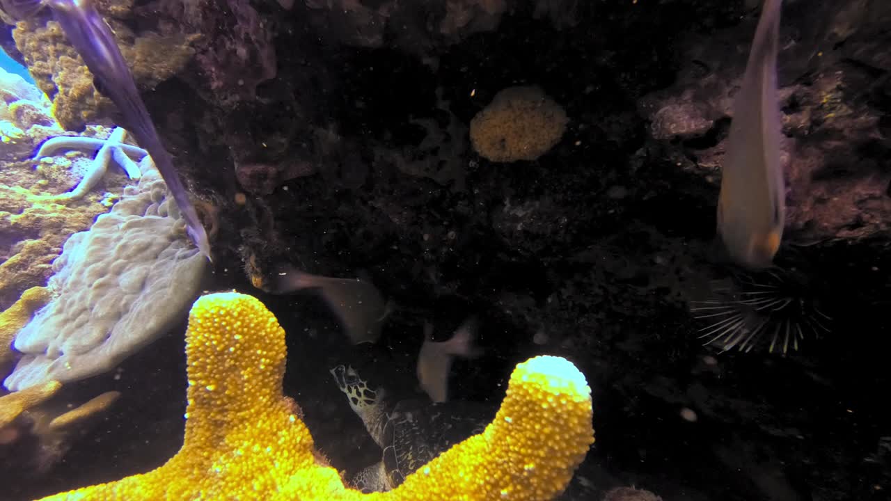 잠자리와 같은 이국적인 바다 생물에 둘러싸인 산호초에서 놀고 있는 바다 거북