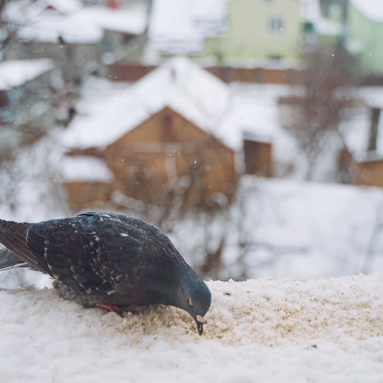 Gray pigeon dove sit on the snow on cold frosty day in winter. Dove eating food