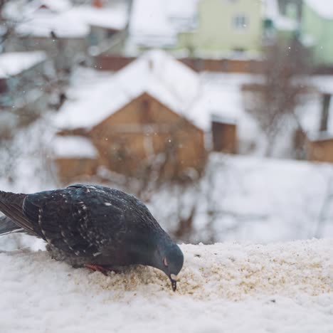 gray pigeon dove sit on the snow on cold frosty day in winter. dove eating food